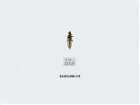 藏品(雙翅目)的圖片